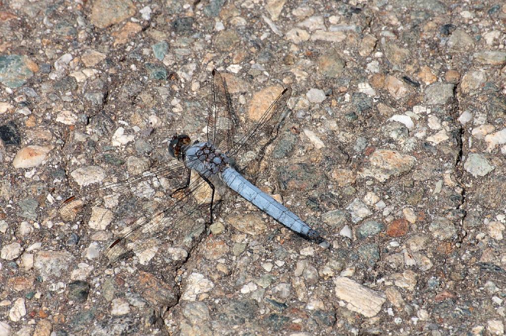 Orthetrum brunneum?